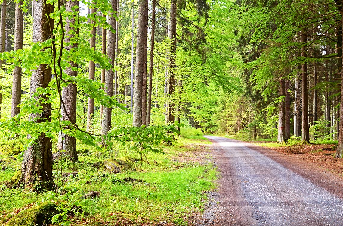 Dag 2: Konferens & skogsvandring sumava-kursresa-tjeckien-foretagsresor-tjeckien-tjeckienexperten